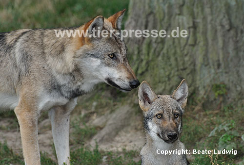Wolf, Adulter und Jungtier / Gray Wolf / Canis lupus