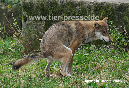 Wolf kotet / Grey Wolf, defecating / Canis lupus