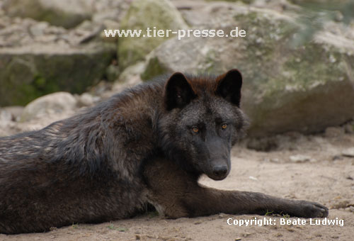 Wolf, nordamerikanischer / Wolf from North-America / Canis lupus