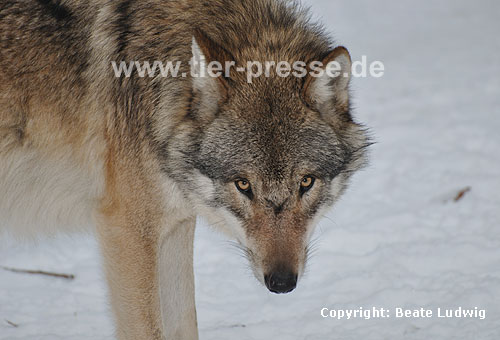Europ�ischer Wolf im Schnee / European Wolf, snow / Canis lupus