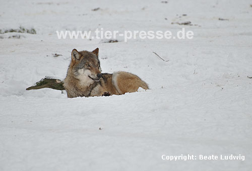 Europ�ischer Wolf im Schnee, Ruhen / European Wolf, snow / Canis lupus