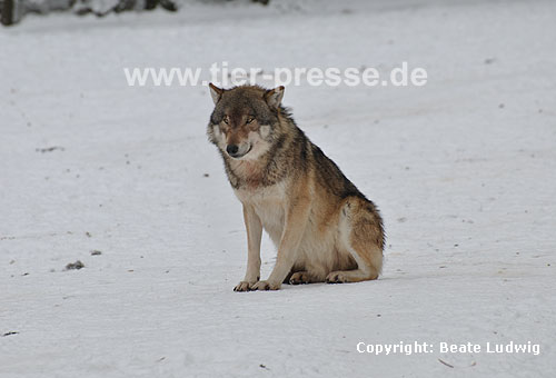 Europ�ischer Wolf im Schnee / European Wolf, snow / Canis lupus