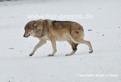 Europ�ischer Wolf im Schnee, verletzt, unterw�rfig / Gray Wolf, snow, hurt, submissive / Canis lupus