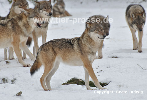 Europ�ischer Wolf im Schnee, Rudel / Grey Wolf, snow, pack / Canis lupus