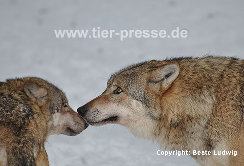Europ�ischer Wolf im Schnee, Kontakt / Grey Wolf, snow, contact / Canis lupus
