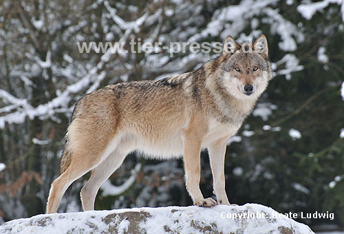 Europ�ischer Wolf im Schnee, im Wald / Grey Wolf, snow, trees / Canis lupus