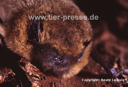 Zwergfledermaus (Pipistrellus pipistrellus) / Common Pipistrelle (Pipistrellus pipistrellus)