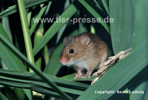Zwergmaus im Schilf / Harvest mouse, reed / Micromys minutus