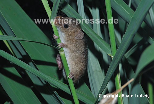 Zwergmaus beim Klettern / Harvest mouse, climbing / Micromys minutus