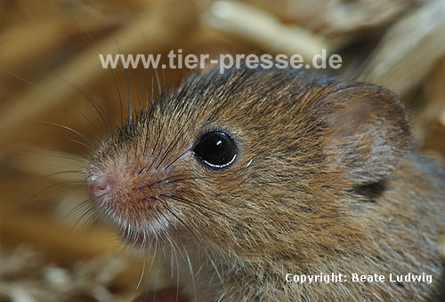 Zwergmaus im Stroh / Harvest mouse in straw / Micromys minutus