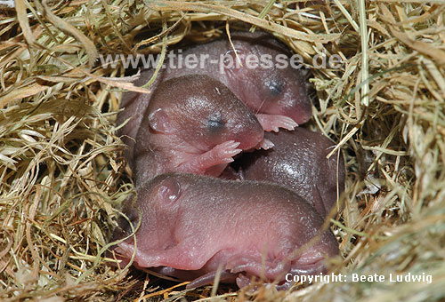 Zwergmaus, Nestlinge / Harvest mouse, cubs / Micromys minutus