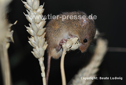 Zwergmaus auf Weizen-�hre / Harvest mouse om wheat ear / Micromys minutus