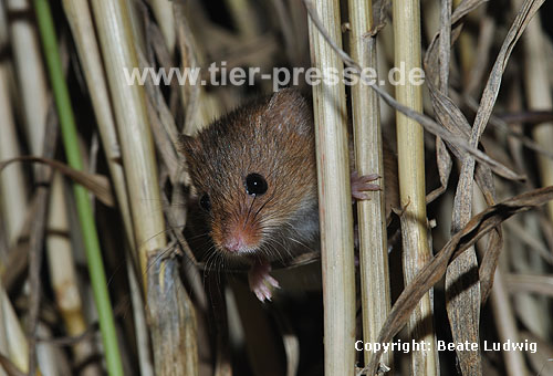 Zwergmaus in Weizen / Harvest mouse, wheat / Micromys minutus