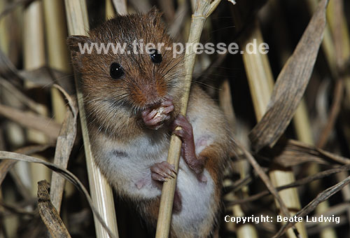 Zwergmaus frisst Weizenkorn / Harvest mouse eating wheat corn / Micromys minutus