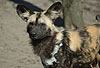 Afrikanischer Wildhund / Wild dog