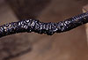 Von einem Steinmarder besch�digter Kabel-Schutzschlauch / Protective tube damaged by a Beech marten / Martes foina
