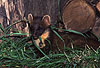 Baummarder-Jungtier / Pine marten cub