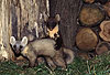 Baummarder, spielende Jungtiere, eines in heller Farbvariante / Pine marten, cubs, playing, one cub a lighter colour-variation