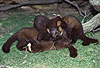 Baummarder, F�he mit Jungtieren / Pine marten, female with cubs