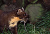 Baummarder mit Maus / Pine marten with mouse