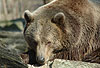 Braunb�r / Brown bear