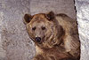 Syrischer Braunb�r / Syrian Brown bear