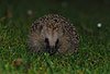Igel (Braunbrustigel, Westigel) / Western hedgehog / Erinaceus europaeus
