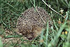 Igel, einrollen / Western hedgehog, defence / Erinaceus europaeus