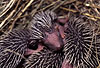 Igel, Jungtiere / Western hedgehog, young one / Erinaceus europaeus