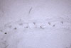 Igel, Spur im Schnee / Western hedgehog, snow track / Erinaceus europaeus