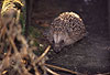 Igel, tagaktiv im Winter / Western hedgehog, active by day-time in winter / Erinaceus europaeus