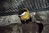 Buntmarder, Charsa im Zoo (Martes flavigula) / Yellow-throated marten in a zoological garden (Martes flavigula)