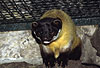 Buntmarder, Charsa im Zoo (Martes flavigula) / Yellow-throated marten in a zoological garden (Martes flavigula)