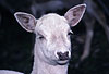 Damhirsch, wei�e Zuchtform / Fallow deer, white variation