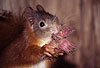 Eichh�rnchen mit Haseln�ssen / Red squirrel with nuts