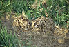 Europ�ische Feldhasen, wenige Tage alte Jungtiere / European hares, a few days old