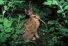 Junger Europ�ischer Feldhase, fressend / Young Brown hare, eating