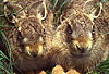 Europ�ischer Feldhase / Brown hare, European hare