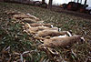 Europ�ische Feldhasen, auf Treibjagd erlegt / European hares, killed by hunters