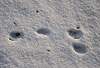 Europ�ischer Feldhase, Spur im Schnee / European hare, foot prints in the snow