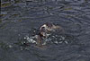 Europ�ische Fischotter beim Sozialspiel / European otters, social play / Lutra lutra