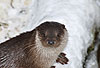 Europ�ischer Fischotter im Winter / European otter, winter / Lutra lutra