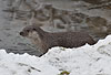 Europ�ischer Fischotter im Winter / European otter, winter / Lutra lutra