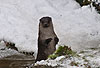 Europ�ischer Fischotter im Winter, macht M�nnchen / European otter, winter / Lutra lutra
