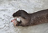 Europ�ischer Fischotter im Winter, fisch fressend / European otter, winter, eating fish / Lutra lutra