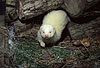 Albinofrettchen / Albino ferret