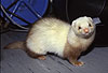Siamfrettchen / Siamese ferret