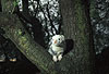 Pandafrettchen / Panda ferret