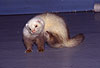 Sich kratzendes Siamfrettchen / Siamese ferret scratching