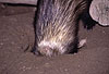 Grabendes Iltisfrettchen / Sable ferret digging